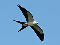 Kite, Swallow-tailed Elanoides forficatus