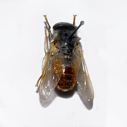 Tabanidae - Therioplectes gigas.JPG