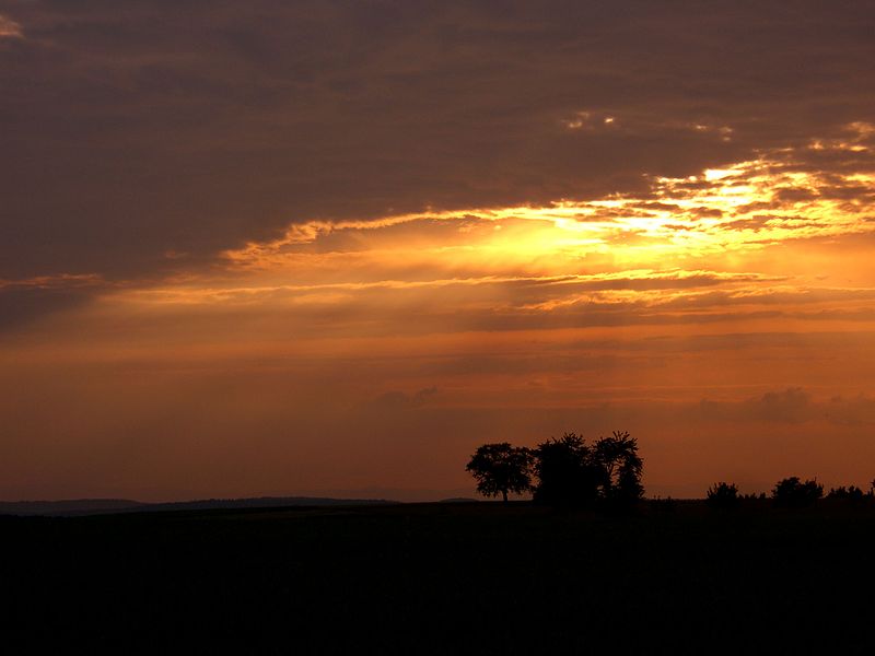 File:Talking Trees - panoramio.jpg