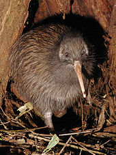 Kiwi unter Stöcken