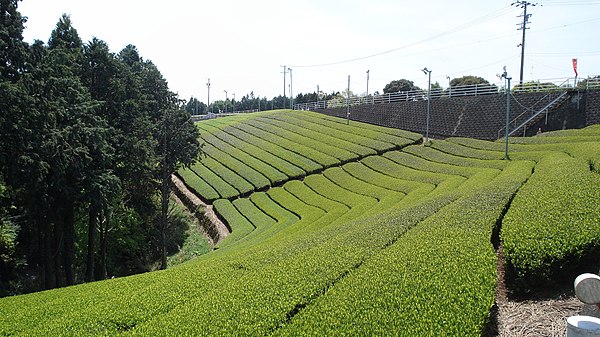 Tea plantations in Makinohara