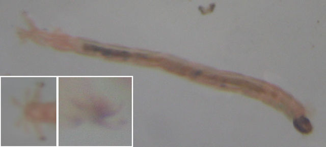 Chironomidae larva, about 1 cm long, the head is right: The magnified tail details are from other images of the same animal.