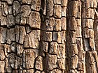 Terminalia tomentosa bark pattern.jpg