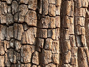 Terminalia tomentosa bark pattern.jpg