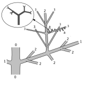 Diagram of the branches of the Middle-Late Devonian vascular plant Tetraxylopteris Tetraxylopteris reposana sterile branches.svg