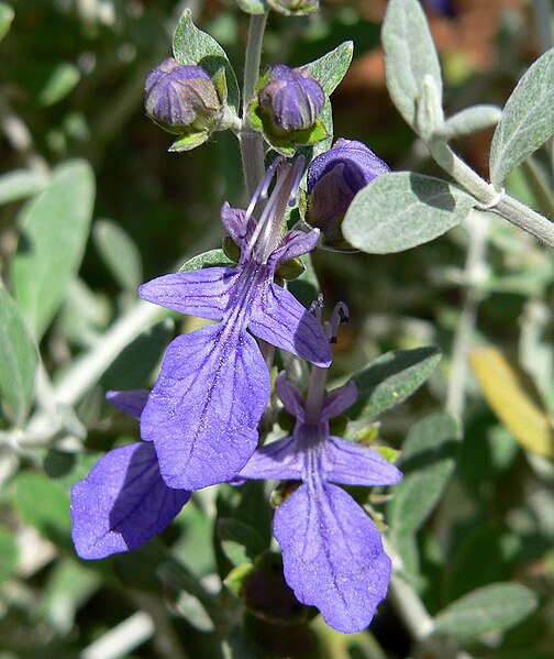 File:Teucrium fruticans Azurea 2.jpg