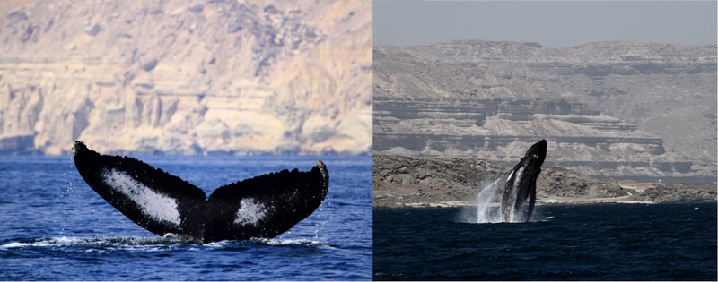 File:The-Worlds-Most-Isolated-and-Distinct-Whale-Population-Humpback-Whales-of-the-Arabian-Sea-pone.0114162.s001.tif
