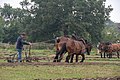 The “Pikkeling”, harvest and folklore festival. Side activities. 43