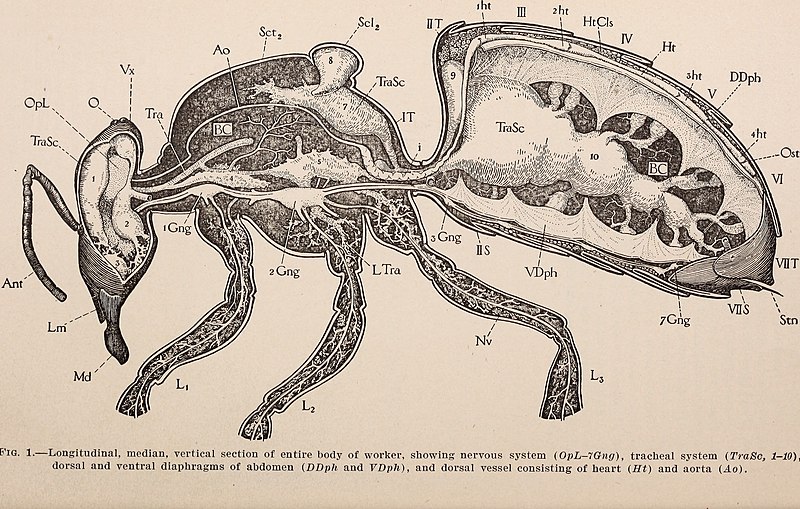 File:The anatomy of the honey bee (1910) (17573861723).jpg