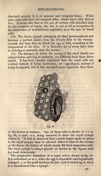 File:The bee and white ants, their manners and habits (Page 53) BHL23241746.jpg