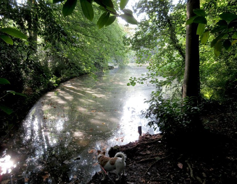 File:The lake east side - Wayford Woods (geograph 4154934).jpg