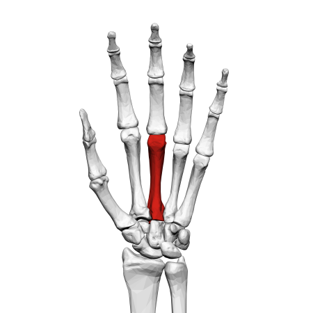 Third metacarpal bone (left hand) 01 palmar view.png