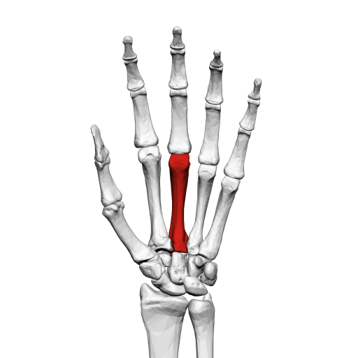 Third metacarpal bone (left hand) 01 palmar view