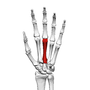 Thumbnail for Third metacarpal bone