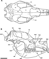 Three-dimensional-digital-reconstruction-of-the-jaw-adductor-musculature-of-the-extinct-marsupial-peerj-02-514-g002.jpg