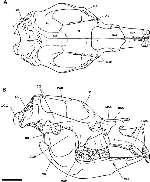 File:Three-dimensional-digital-reconstruction-of-the-jaw-adductor-musculature-of-the-extinct-marsupial-peerj-02-514-g002.jpg