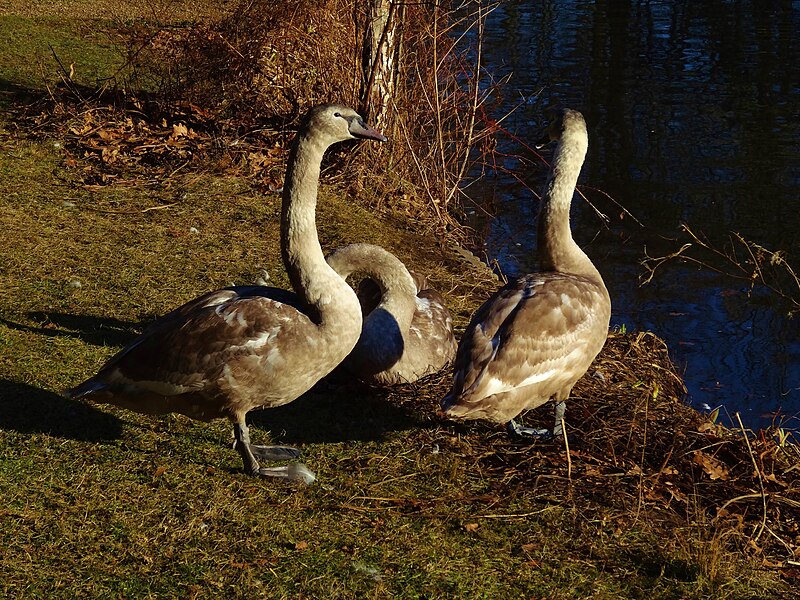 File:Three former cygnets.jpg