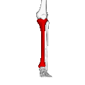 Tibia (coes chwith)