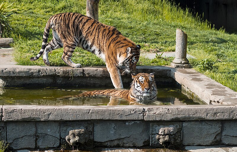 File:Tigers (260231957).jpeg