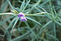 Tillandsia duratii, Oplątwa, 2023-07-30