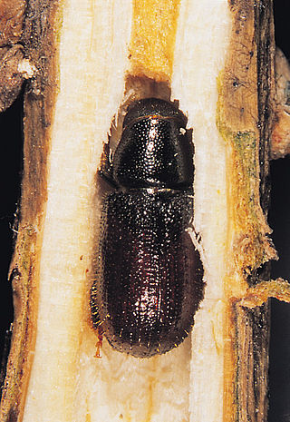 <i>Tomicus piniperda</i> Species of beetle