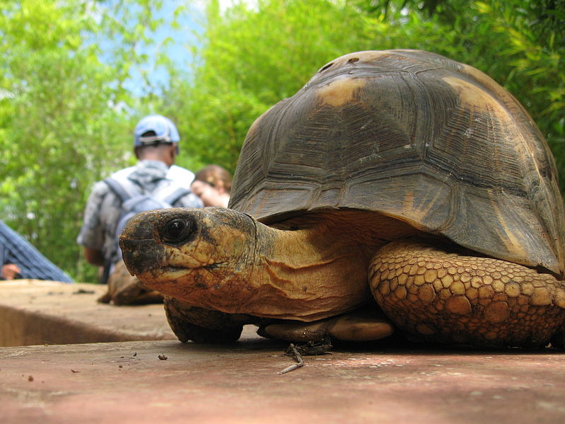 File:Tortoise - Lemurs Park.jpg