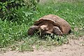 Centre de protection des tortues du Sénégal, Rufisque, Sénégal