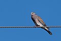 * Nomination European Turtle Dove (Streptopelia turtur) TunisiaI, the copyright holder of this work, hereby publish it under the following license:This image was uploaded as part of Wiki Loves Earth 2024. --El Golli Mohamed 11:50, 22 May 2024 (UTC) * Promotion  Support Good quality. --Tagooty 03:24, 25 May 2024 (UTC)