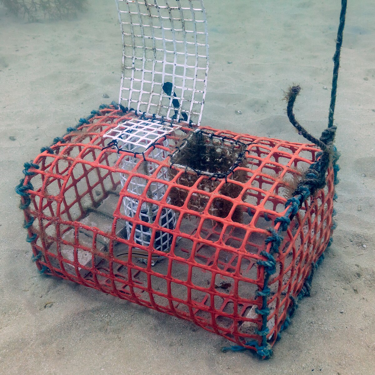 Catch Fish Net Basket Image & Photo (Free Trial)