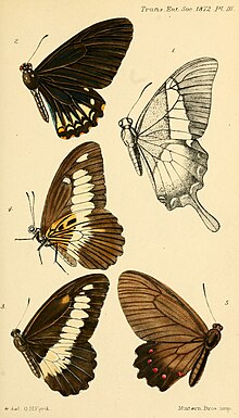 Plate from Transactions of the Entomological Society of London of 1872 showing both the upperside and underside of Papilio odenatus Westwood, 1872, figs. 3 and 4, now considered to be a junior synonym of P. zenobia TransEntSocLond 1872Plate3.jpg