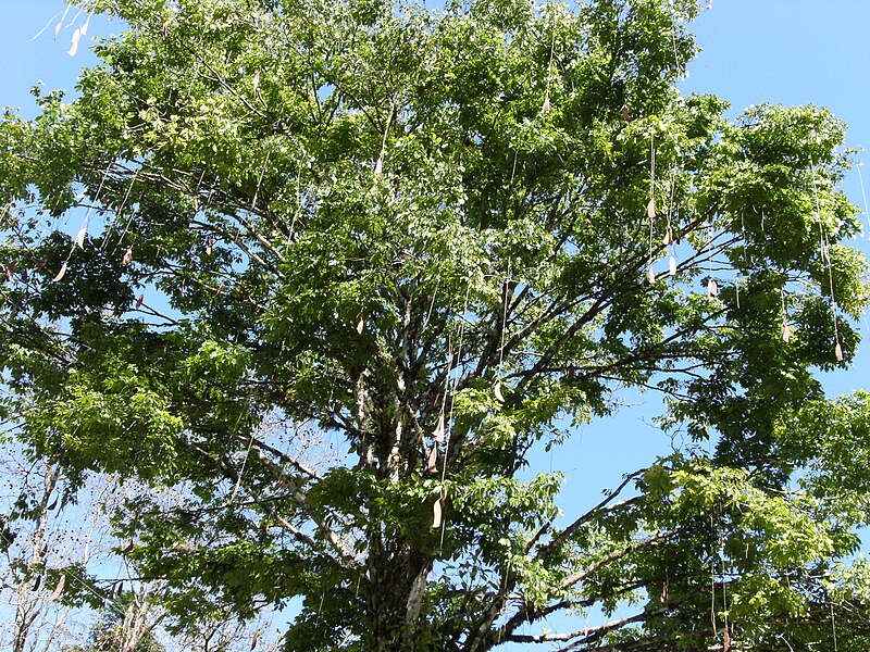 File:Tree, Brownsberg 3.JPG