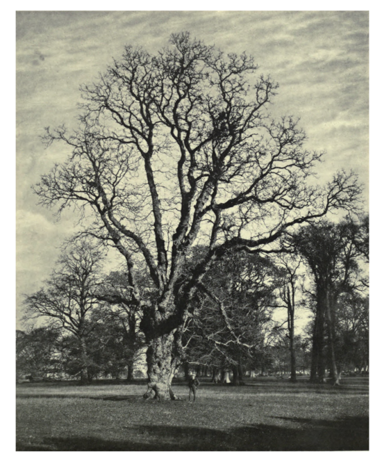 Plate 74: Walnut at Barrington Park