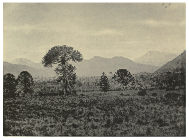 Plate 17: Araucarias in Chile