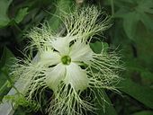 Trichosanthes rosthornii au jardin jungle.jpg