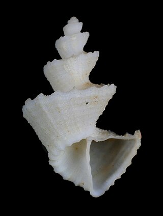 <i>Trigonostoma scalare</i> Species of gastropod