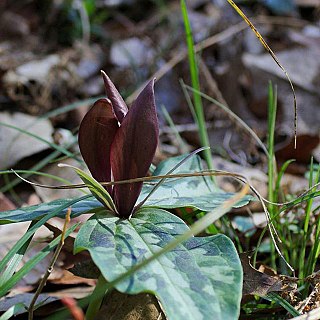 <i>Trillium underwoodii</i> Species of flowering plant