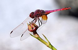 Violetter Sonnenzeiger(male) (Trithemis annulata)