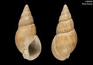 <i>Tritia elata</i> Species of gastropod