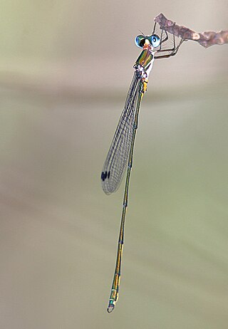 <i>Synlestes tropicus</i> Species of damselfly