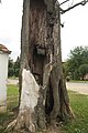 Čeština: Kmen památného stromu Lípa u kapličky v Nových Syrovicích, okr. Třebíč. English: Trunk of famous tree Lípa u kapličky in Nové Syrovice, Třebíč District.