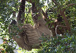 Two toed Sloth 4 (4871852443).jpg