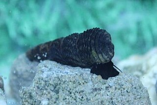 <i>Tylomelania scalariopsis</i> Species of gastropod