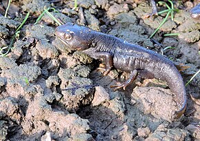 Resim açıklaması Tylototriton himalayaus.jpg.