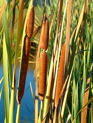 <i>Typha orientalis</i> Species of flowering plant