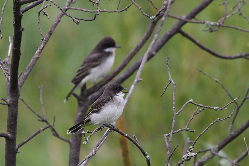 File:Tyrannus tyrannus fledge.jpg