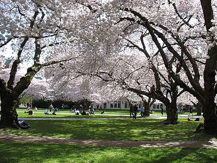 Campus cherry trees in full bloom