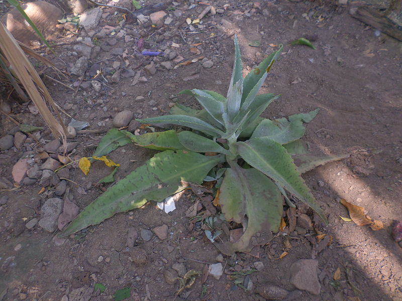 File:Una planta en el patio trasero.JPG