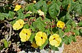 Uncarina grandidieri - Marie Selby Botanical Gardens - Sarasota, Florida - DSC01288.jpg