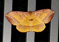 Unidentified moth from Mangalore