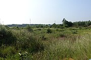 Vegetatie op het terrein van Uplace in juni 2016